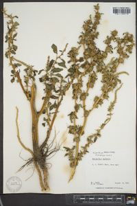 Amaranthus spinosus image