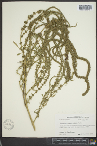 Amaranthus tuberculatus image