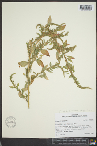 Amaranthus tuberculatus image