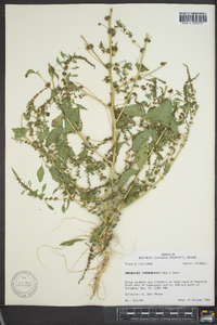 Amaranthus tuberculatus image