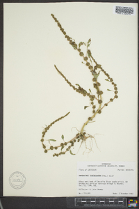 Amaranthus tuberculatus image