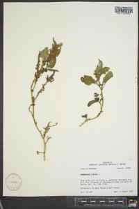 Amaranthus viridis image