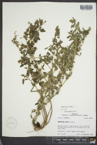 Amaranthus viridis image