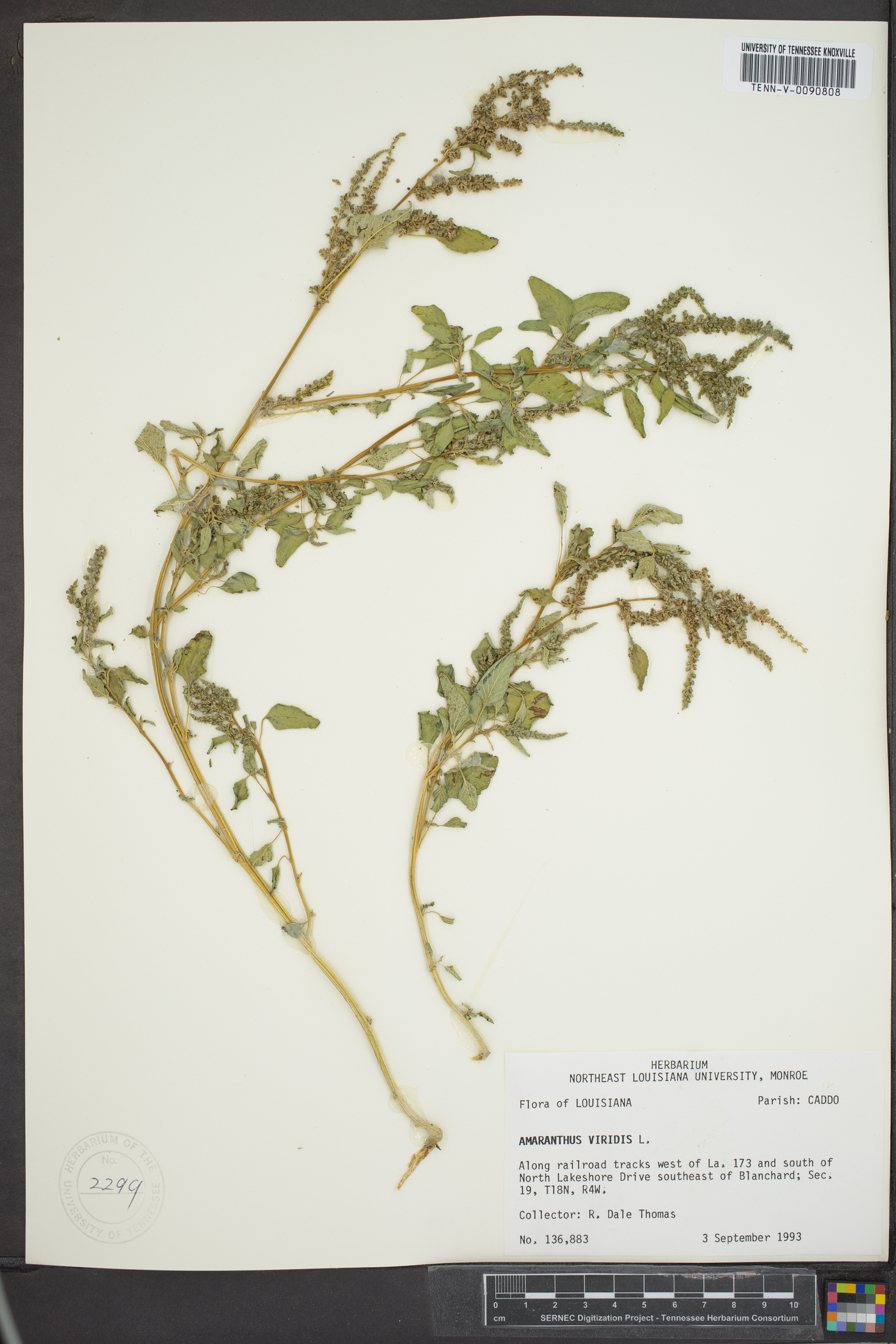 Amaranthus viridis image