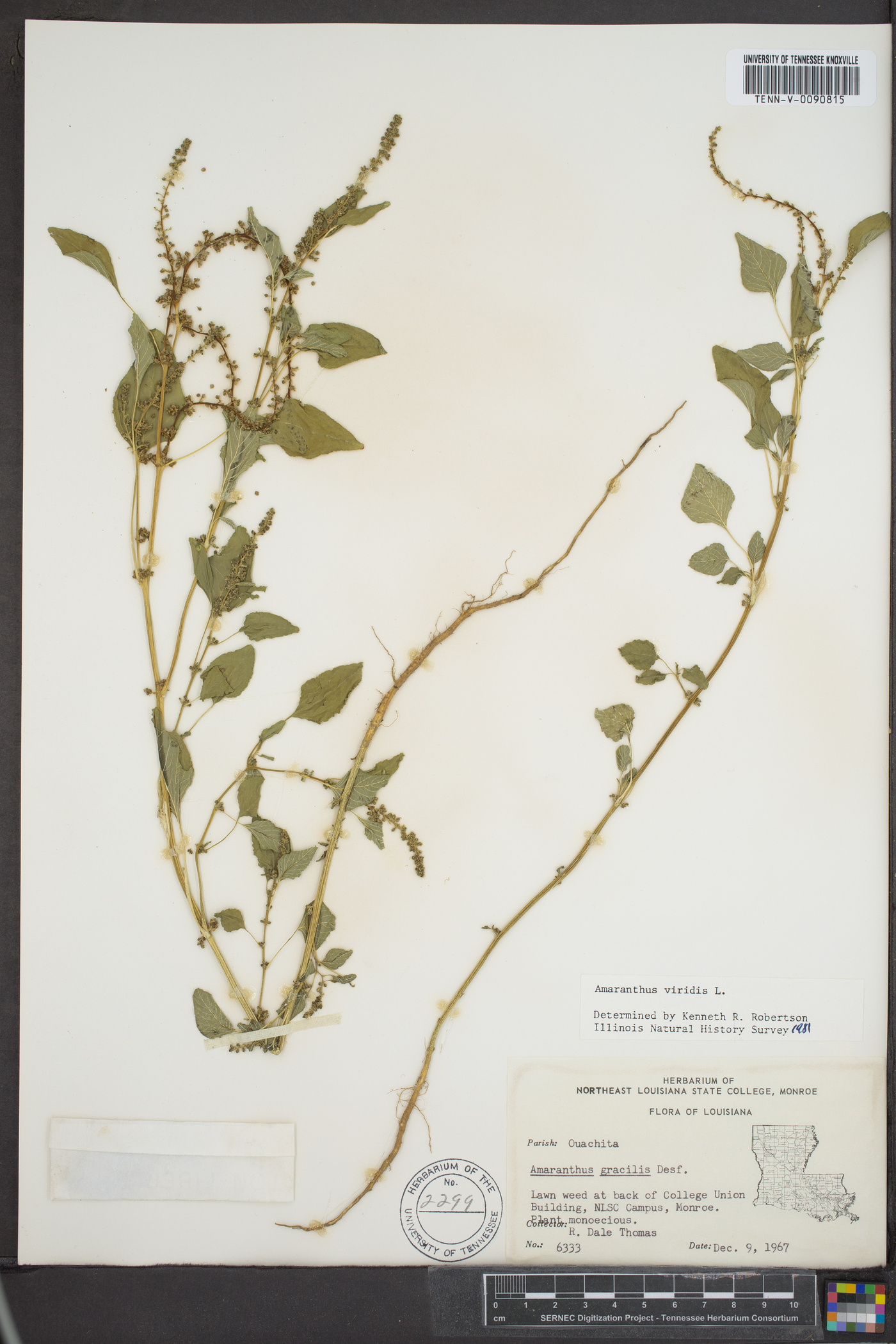 Amaranthus viridis image
