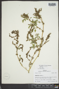 Amaranthus viridis image