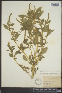 Amaranthus tuberculatus image