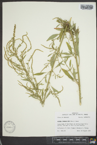 Amaranthus tuberculatus image