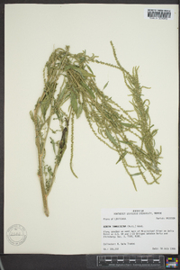 Amaranthus tuberculatus image