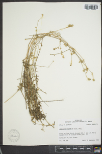 Froelichia gracilis image