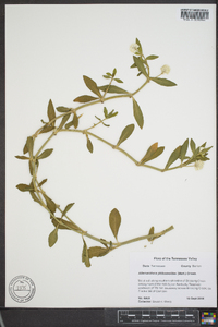 Alternanthera philoxeroides image