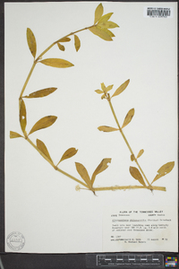 Alternanthera philoxeroides image