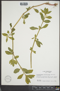 Alternanthera philoxeroides image