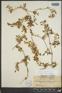 Alternanthera paronychioides image