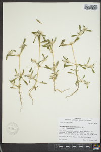Alternanthera paronychioides var. amazonica image