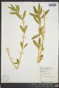 Alternanthera philoxeroides image