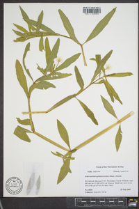 Alternanthera philoxeroides image