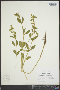 Alternanthera philoxeroides image