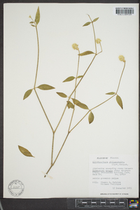 Alternanthera philoxeroides image