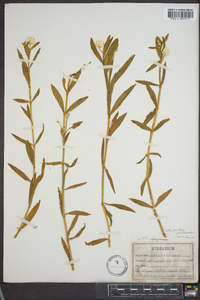 Alternanthera philoxeroides image