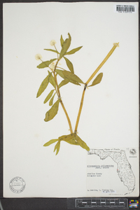 Alternanthera philoxeroides image