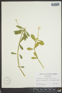 Alternanthera philoxeroides image