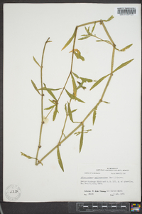 Alternanthera philoxeroides image