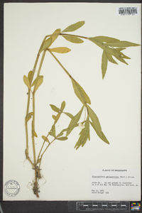 Alternanthera philoxeroides image