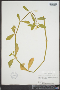 Alternanthera philoxeroides image