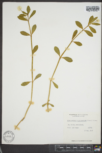 Alternanthera philoxeroides image