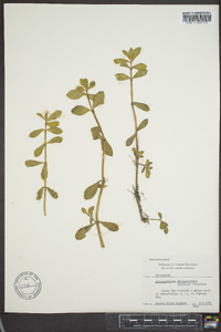 Alternanthera philoxeroides image