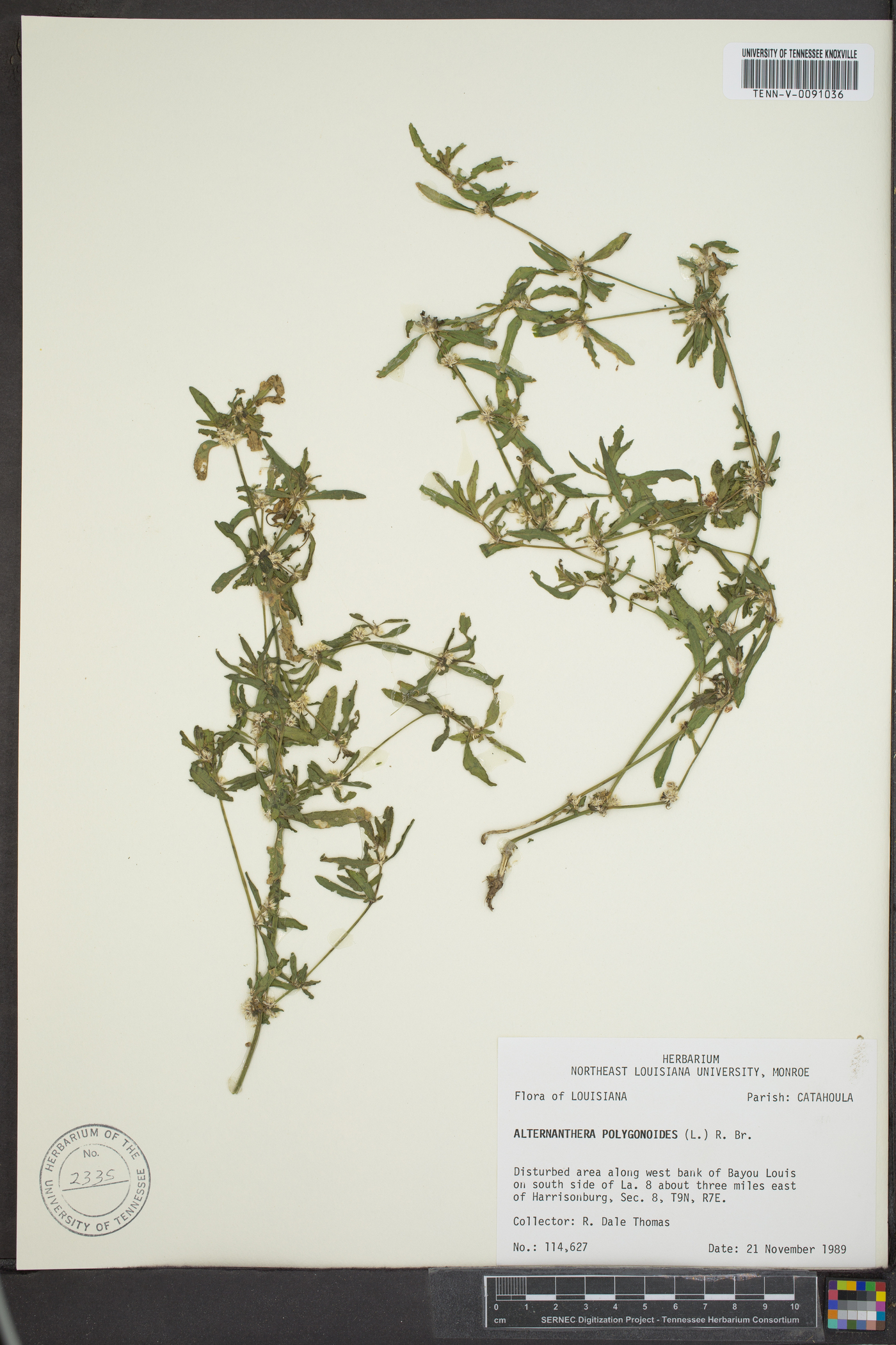 Alternanthera sessilis image