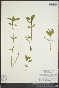 Alternanthera sessilis image