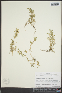 Alternanthera sessilis image