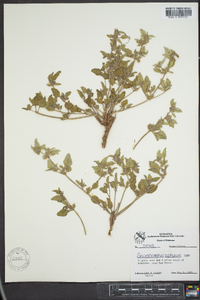 Acleisanthes diffusa image