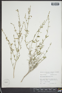Acleisanthes parvifolia image