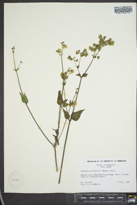 Mirabilis nyctaginea image