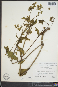 Mirabilis nyctaginea image