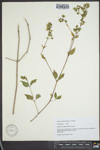 Mirabilis nyctaginea image