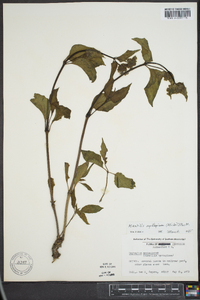 Mirabilis nyctaginea image