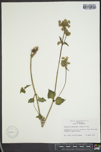 Mirabilis nyctaginea image