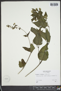 Mirabilis nyctaginea image