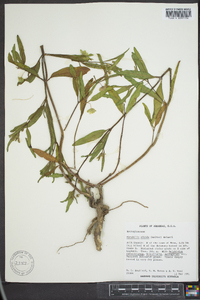 Mirabilis albida image