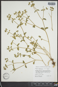 Mirabilis laevis var. retrorsa image