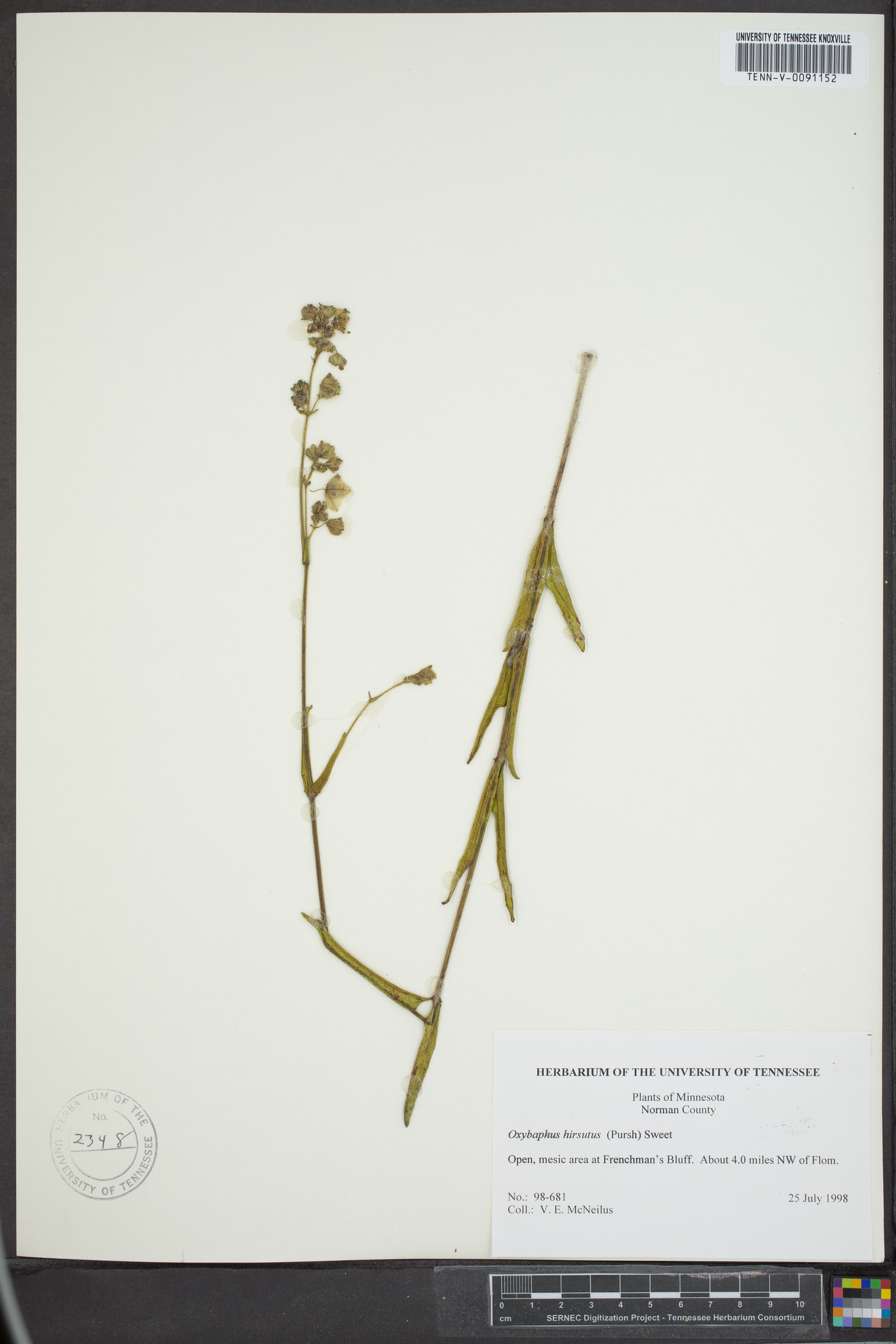Mirabilis hirsuta image