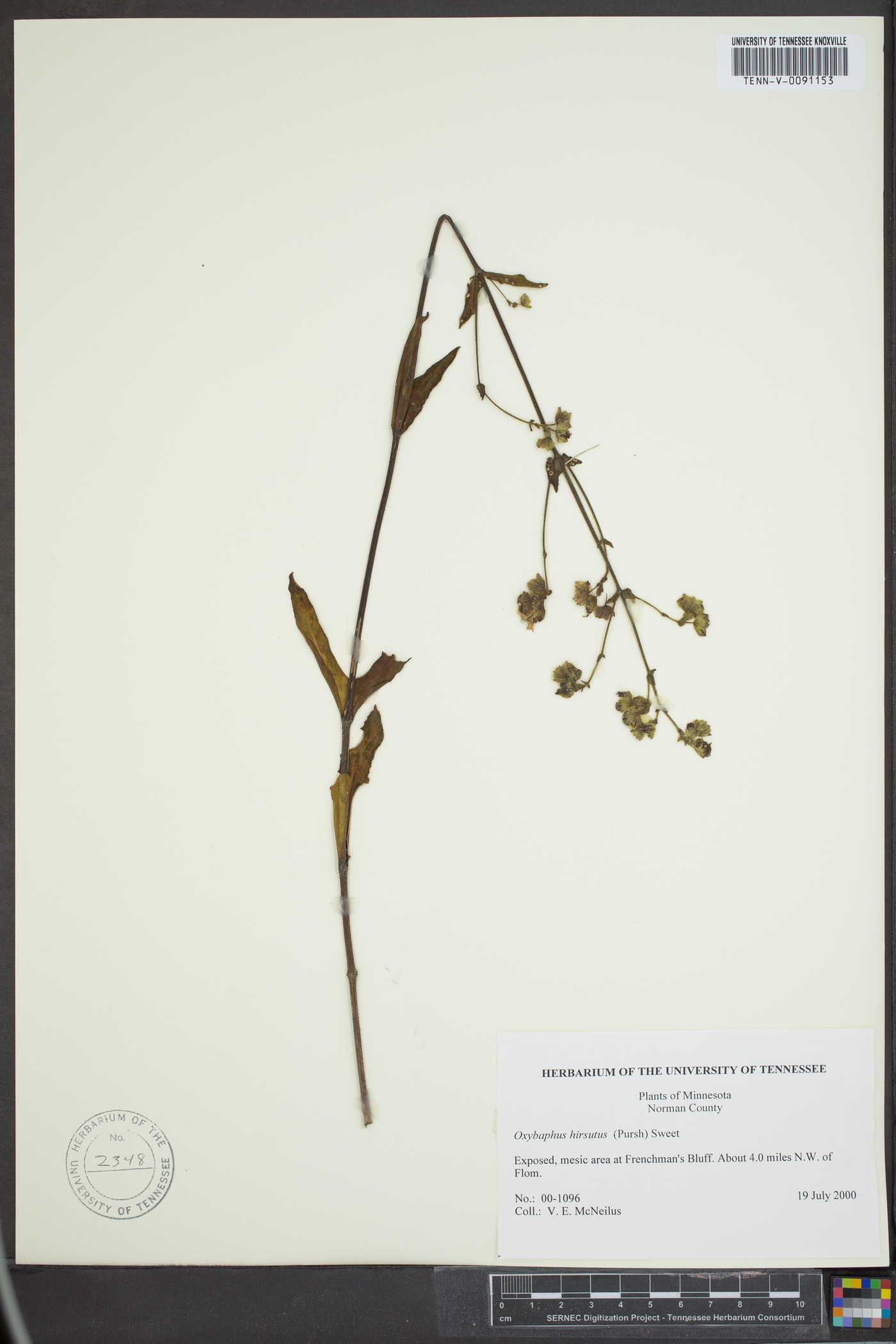 Mirabilis hirsuta image