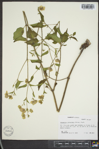 Mirabilis nyctaginea image