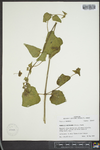 Mirabilis nyctaginea image