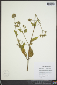 Mirabilis nyctaginea image