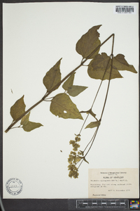 Mirabilis nyctaginea image